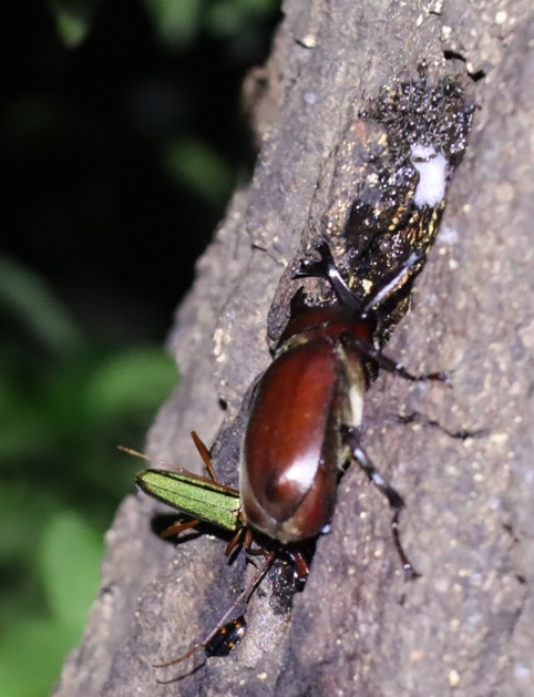 カブトムシ1♂、アカアシオオアオカミキリのペア_No7のクヌギ_クワガタ達のオアシス_2023年7月3日19時30分 気温27.5度
